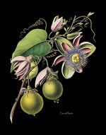 Load image into Gallery viewer, Passionfruit Botanical Print T-Shirt - Catholicamtees
